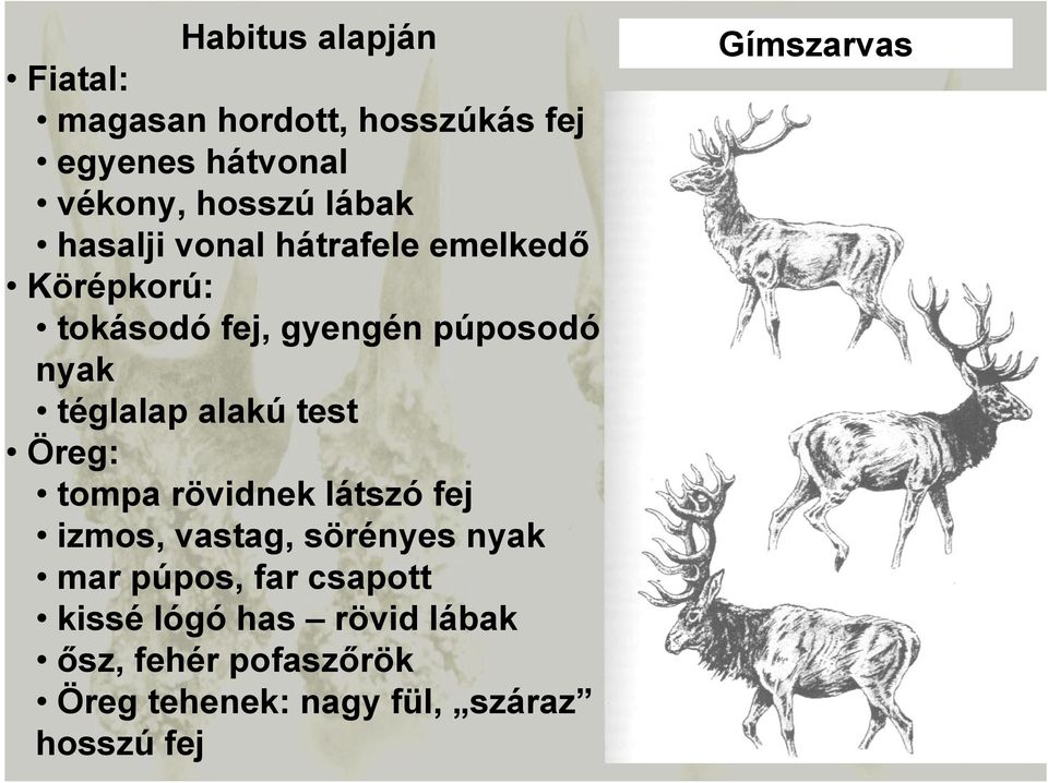 test Öreg: tompa rövidnek látszó fej izmos, vastag, sörényes nyak mar púpos, far csapott kissé