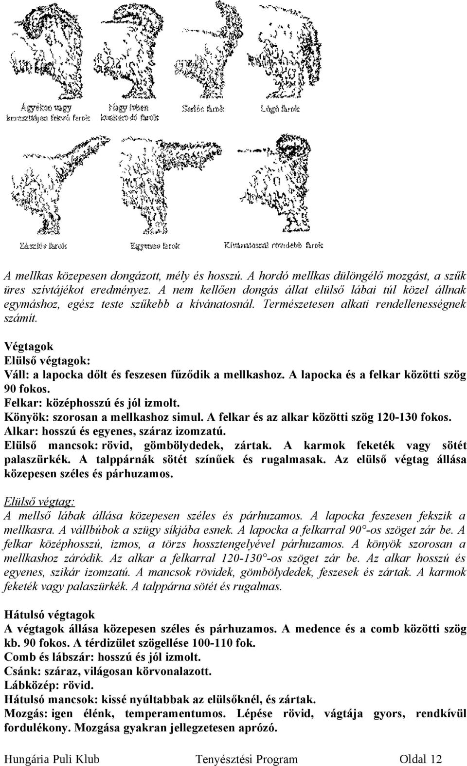 Végtagok Elülső végtagok: Váll: a lapocka dőlt és feszesen fűződik a mellkashoz. A lapocka és a felkar közötti szög 90 fokos. Felkar: középhosszú és jól izmolt. Könyök: szorosan a mellkashoz simul.