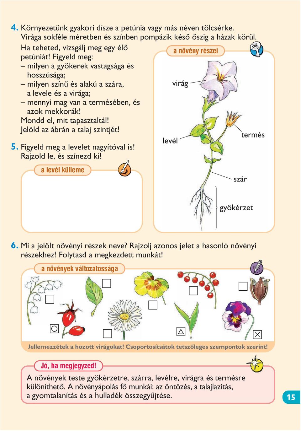 Mondd el, mit tapasztaltál! Jelöld az ábrán a talaj szintjét! 5. Figyeld meg a levelet nagyítóval is! levél termés Rajzold le, és színezd ki! a levél külleme szár gyökérzet 6.