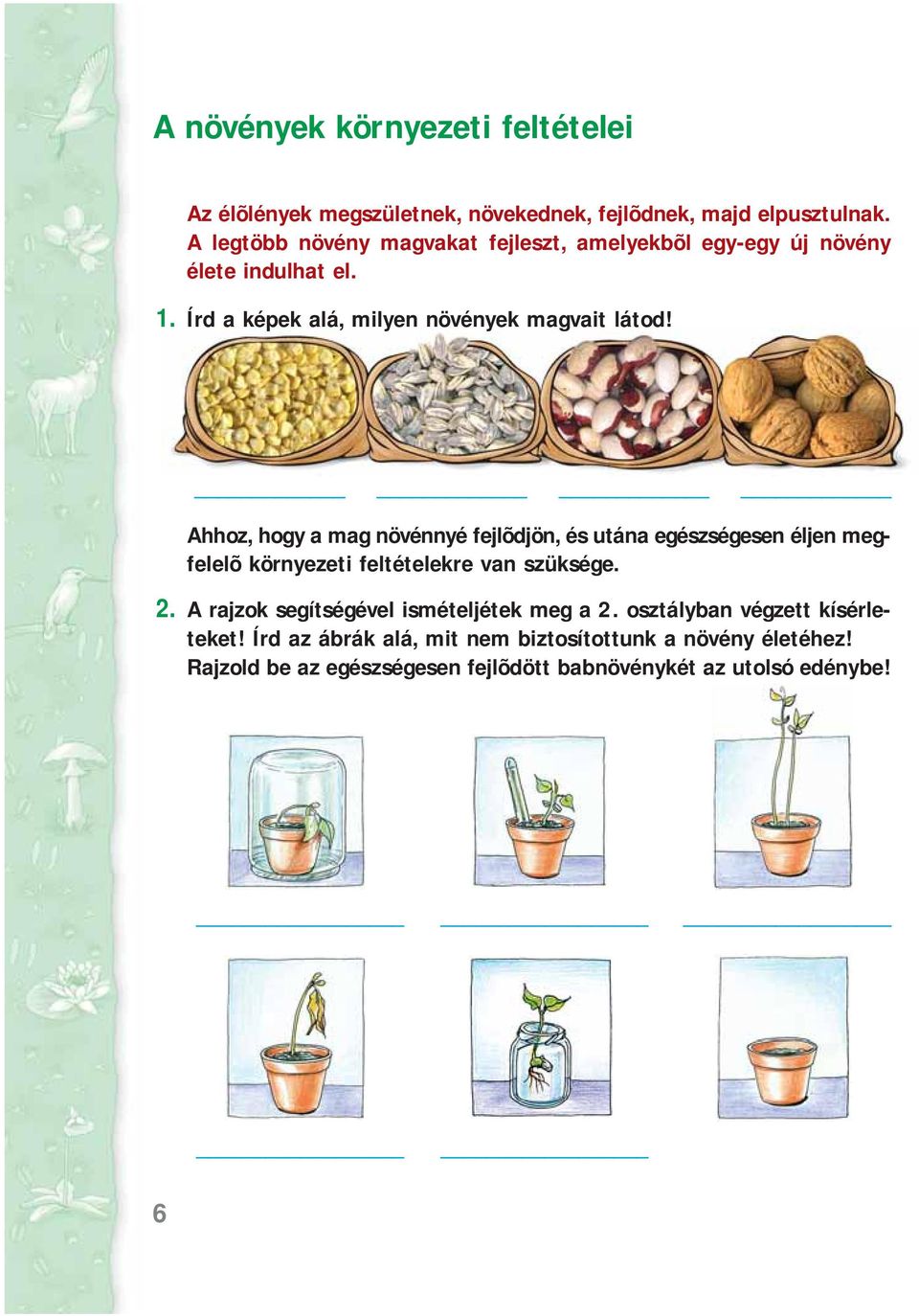 Ahhoz, hogy a mag növénnyé fejlõdjön, és utána egészségesen éljen megfelelõ környezeti feltételekre van szüksége. 2.