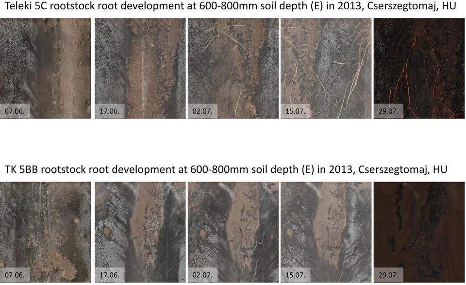 07. TK 5BB rootstock root development at 600-800mm soil depth