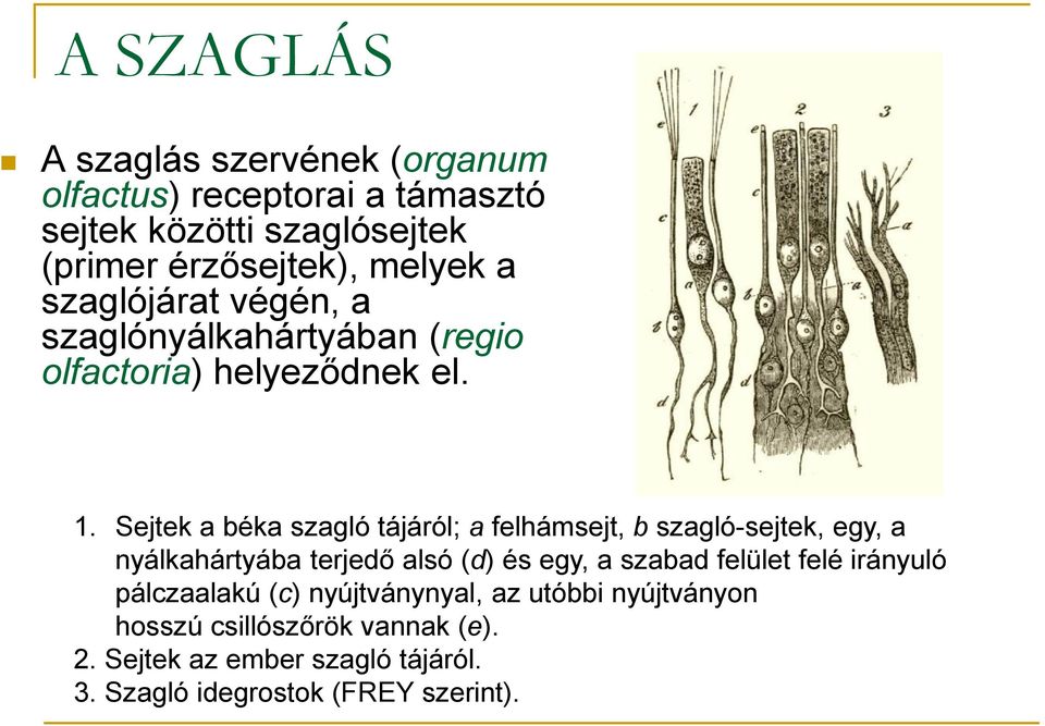 Sejtek a béka szagló tájáról; a felhámsejt, b szagló-sejtek, egy, a nyálkahártyába terjedő alsó (d) és egy, a szabad felület