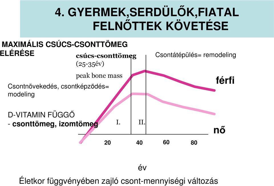 csontképződés= modeling Csontátépülés= remodeling férfi D-VITAMIN FÜGGŐ -