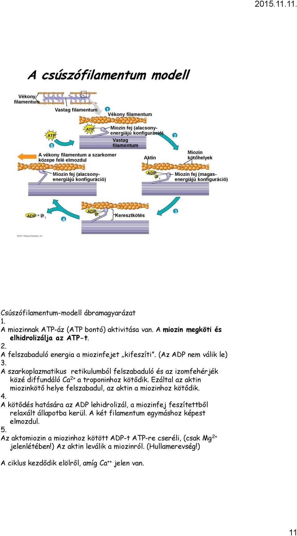 izom ADP P i 4 ADP P i Keresztkötés 3 Csúszófilamentum-modell ábramagyarázat 1. A miozinnak ATP-áz (ATP bontó) aktivitása van. A miozin megköti és elhidrolizálja az ATP-t. 2.