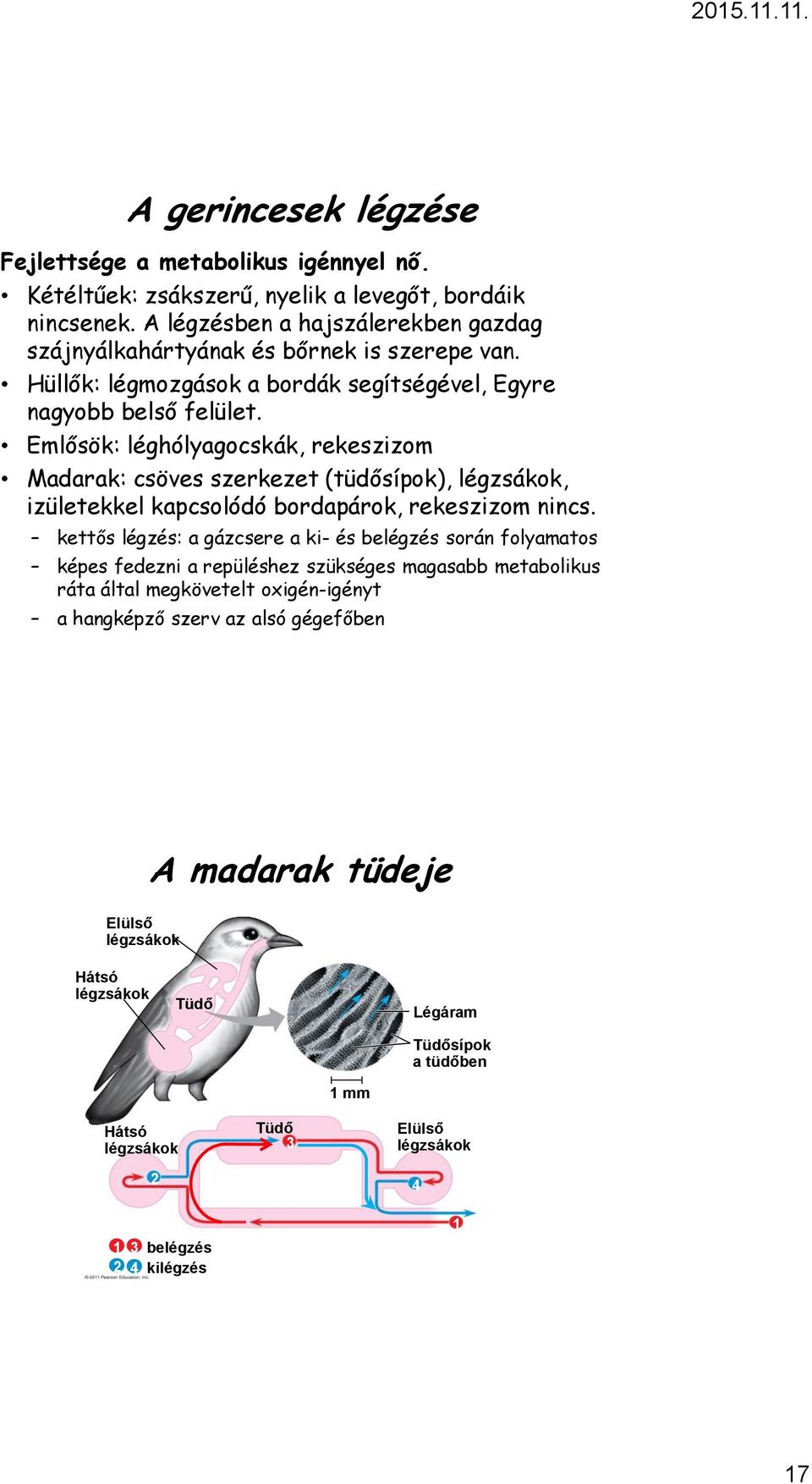 Hüllők: légmozgások a bordák segítségével, Egyre nagyobb belső felület.