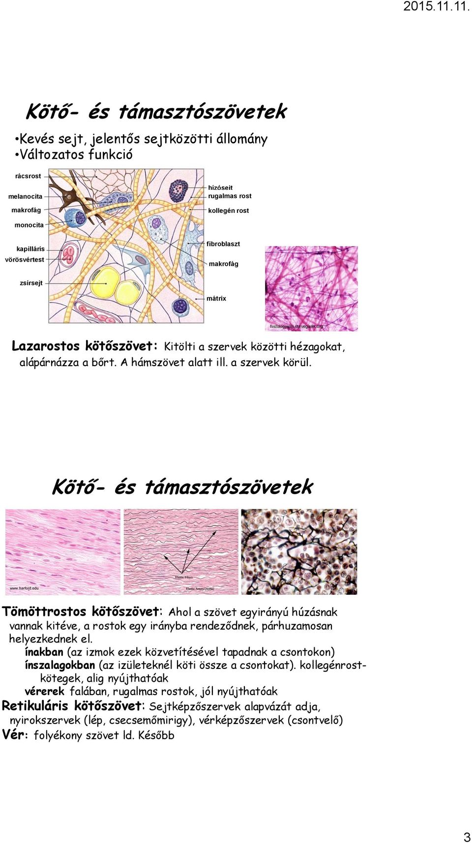 Kötőszövet: A ge összekapcsolják a emellett részt ves Kötő- és támasztószövetek www.harford.