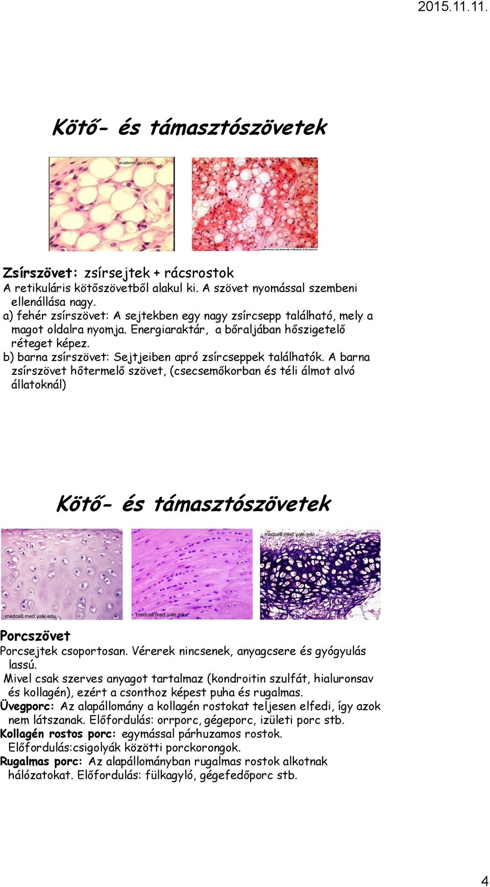 b) barna zsírszövet: Sejtjeiben apró zsírcseppek találhatók. A barna zsírszövet hőtermelő szövet, (csecsemőkorban és téli álmot alvó állatoknál) Kötő- és támasztószövetek medcell.med.yale.edu medcell.