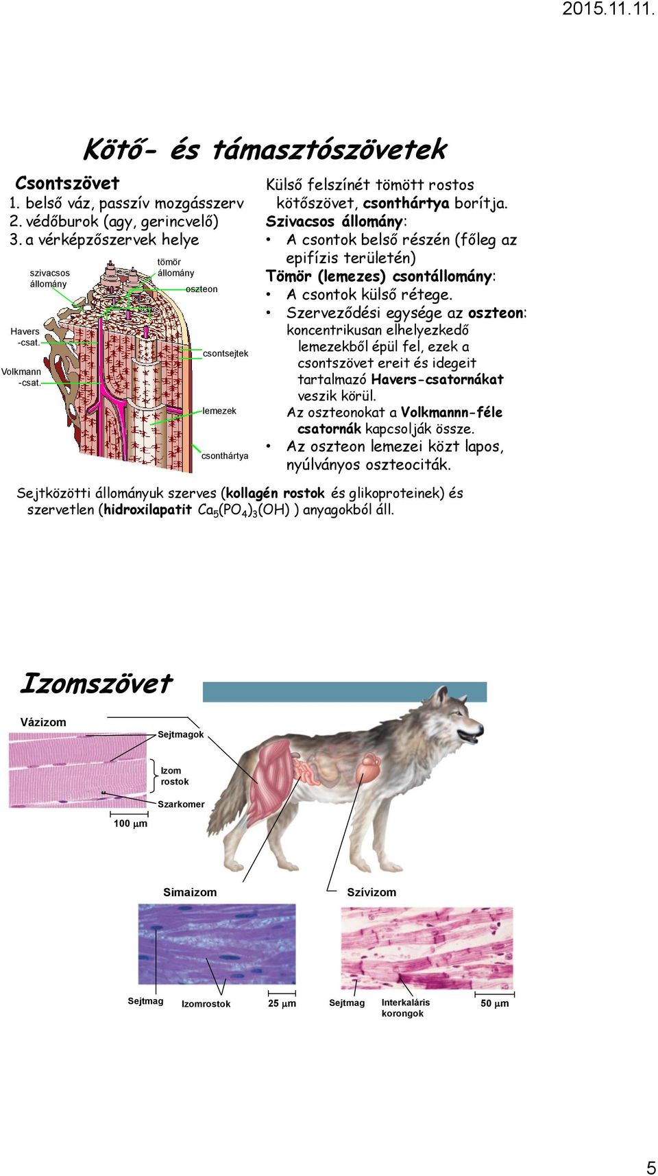 Szivacsos állomány: A csontok belső részén (főleg az epifízis területén) Tömör (lemezes) csontállomány: A csontok külső rétege.