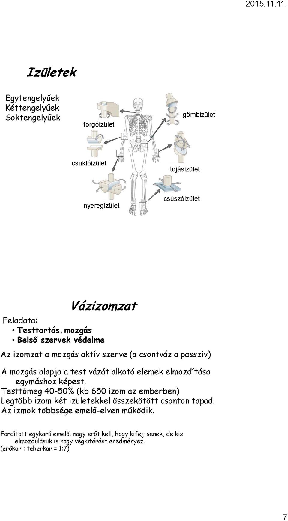 védelme Az izomzat a mozgás aktív szerve (a csontváz a passzív) A mozgás alapja a test vázát alkotó elemek elmozdítása egymáshoz képest.