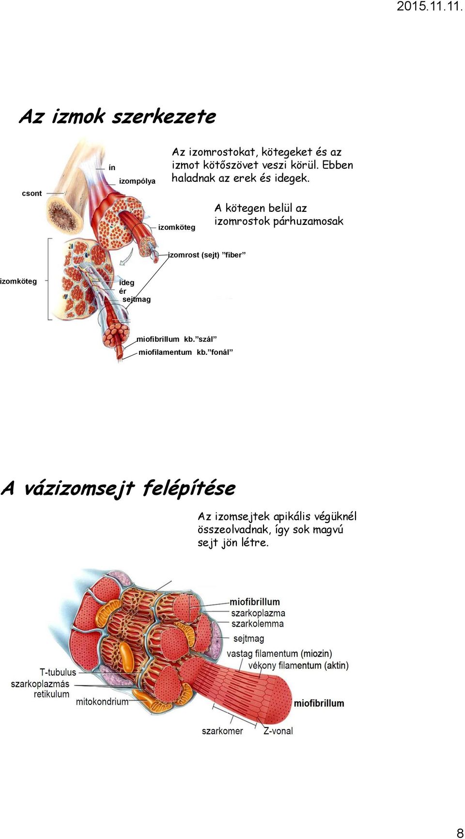 izomköteg A kötegen belül az izomrostok párhuzamosak izomrost (sejt) fiber izomköteg ideg ér sejtmag miofibrillum kb.