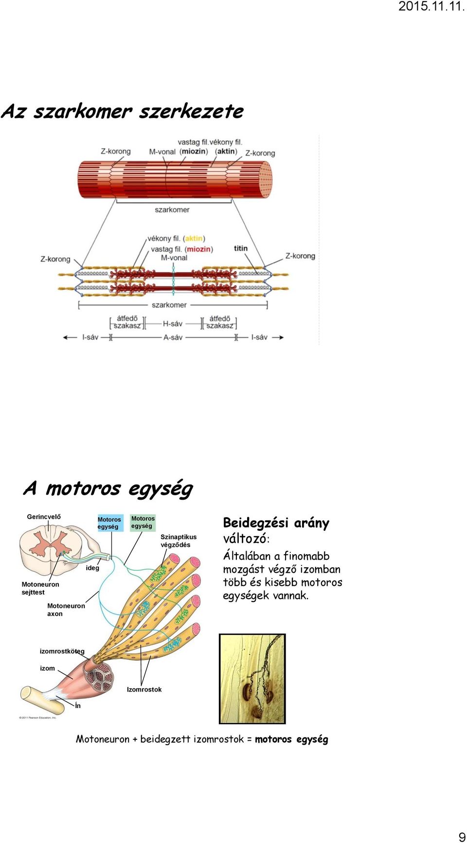 egymás köré tekeredve Gerincvelő Motoros Motoros egység egység "fej" régió: 3-4 fajspecifikus könnyű lánc Szinaptikus 12 nm vastag szállá asszociálódnak végződés A "fejek" oldalirányban, 9 sorban