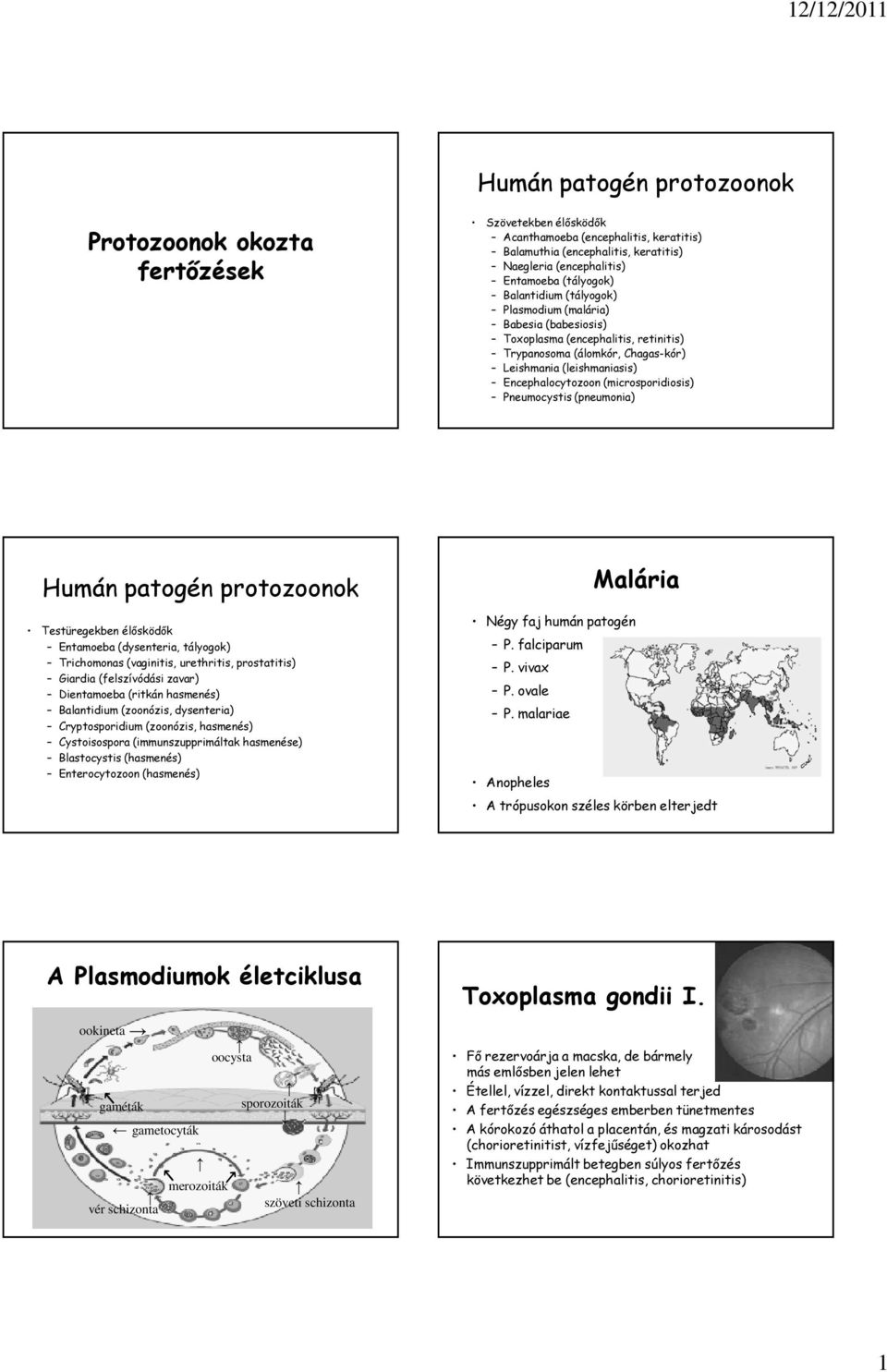 Pneumocystis (pneumonia) Humán patogén protozoonok Testüregekben élősködők Entamoeba (dysenteria, tályogok) Trichomonas (vaginitis, urethritis, prostatitis) Giardia (felszívódási zavar) Dientamoeba