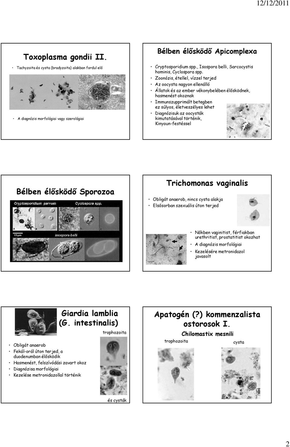 Zoonózis, étellel, vízzel terjed Az oocysta nagyon ellenálló Állatok és az ember vékonybelében élősködnek, hasmenést okoznak Immunszupprimált betegben ez súlyos, életveszélyes lehet Diagnózisuk az