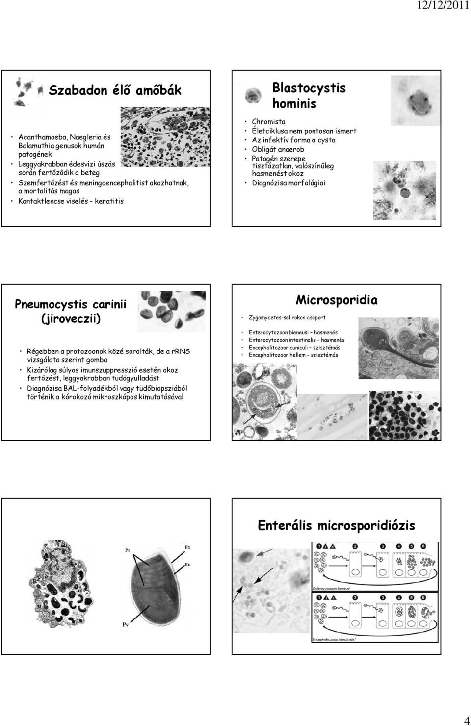 okoz Diagnózisa morfológiai Pneumocystis carinii (jiroveczii) Régebben a protozoonok közé sorolták, de a rrns vizsgálata szerint gomba Kizárólag súlyos imunszuppresszió esetén okoz fertőzést,