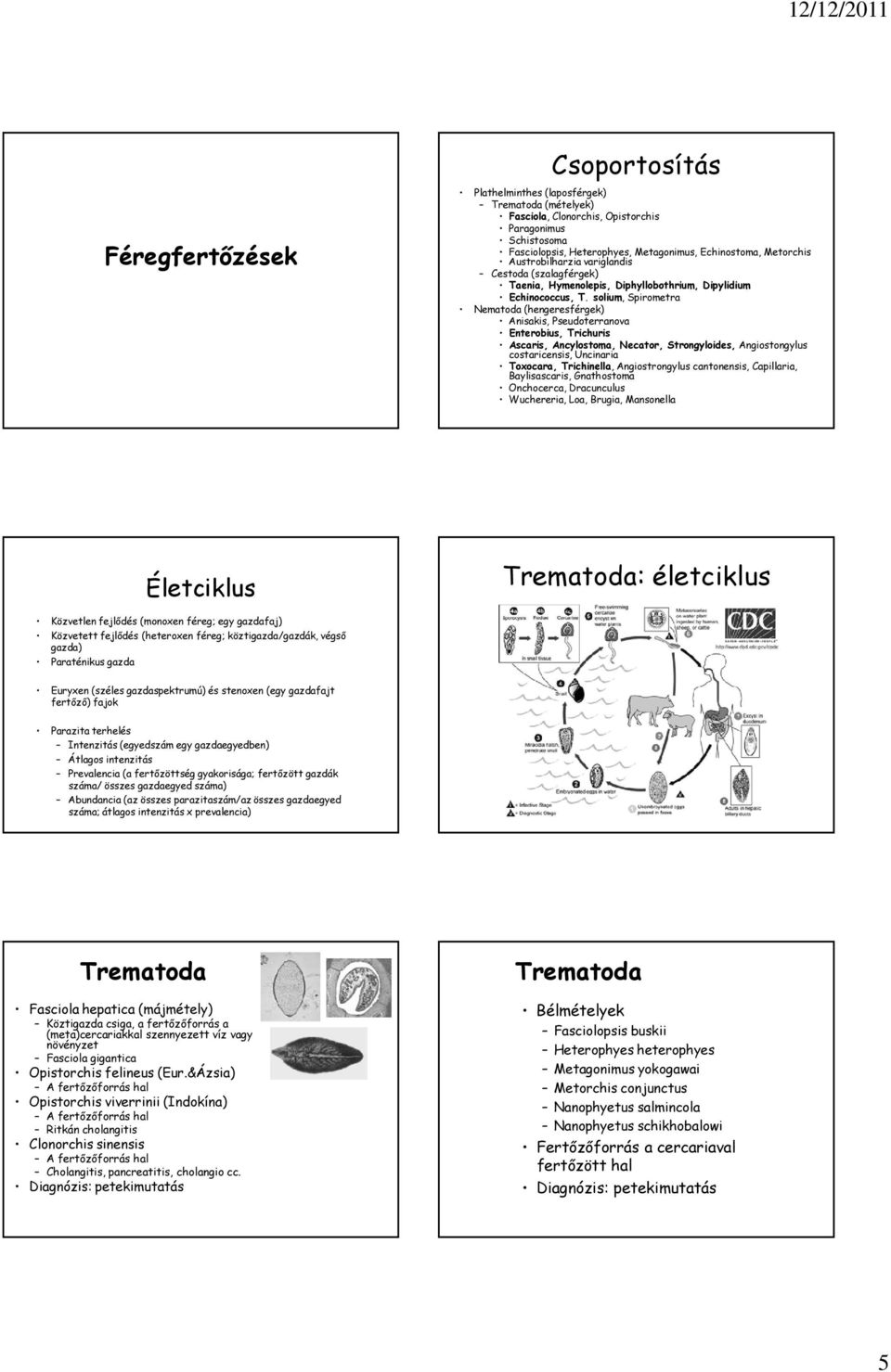 solium, Spirometra Nematoda (hengeresférgek) Anisakis, Pseudoterranova Enterobius, Trichuris Ascaris, Ancylostoma, Necator, Strongyloides, Angiostongylus costaricensis, Uncinaria Toxocara,