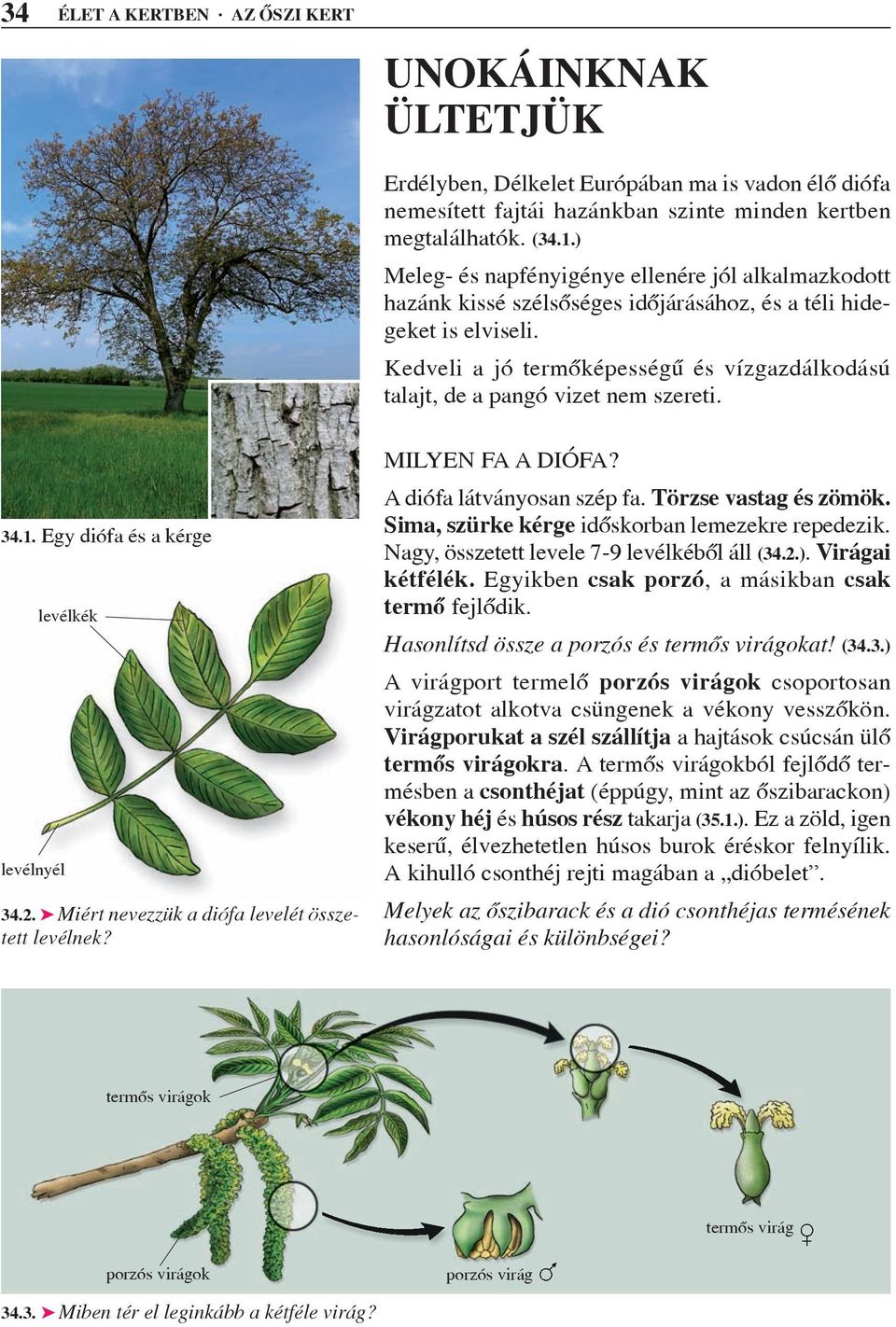 Kedveli a jó termõképességû és vízgazdálkodású talajt, de a pangó vizet nem szereti. 34.1. Egy diófa és a kérge levélnyél levélkék 34.2. Miért nevezzük a diófa levelét összetett levélnek?
