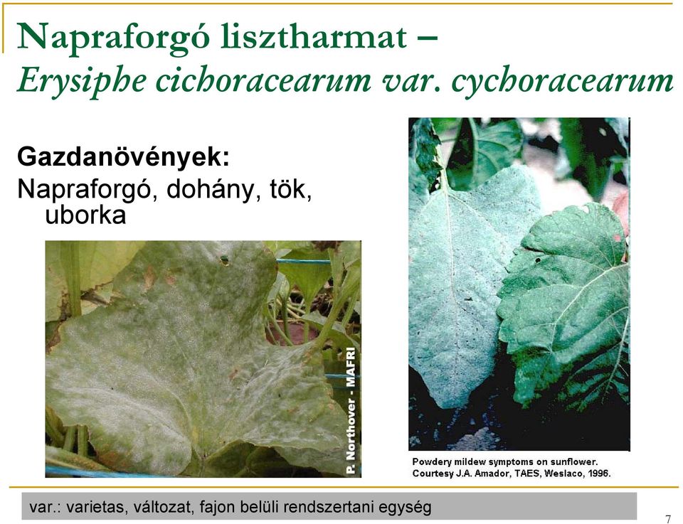 cychoracearum Gazdanövények: Napraforgó,
