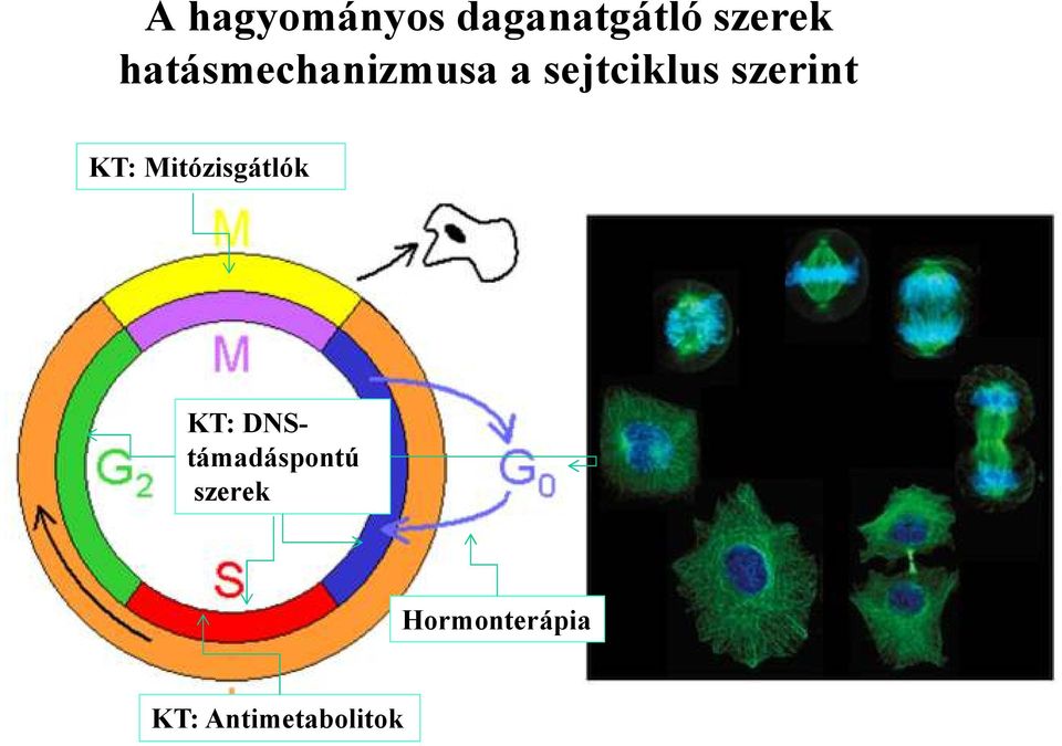 szerint KT: Mitózisgátlók KT: