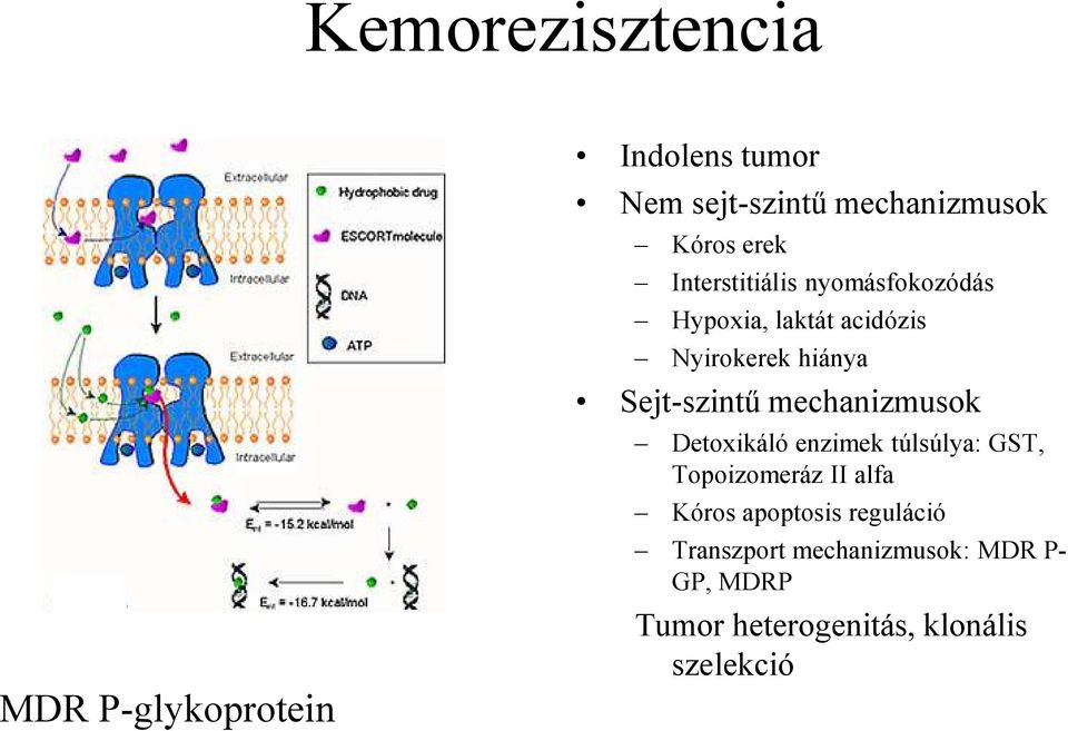 Sejt-szintű mechanizmusok Detoxikáló enzimek túlsúlya: GST, Topoizomeráz II alfa Kóros