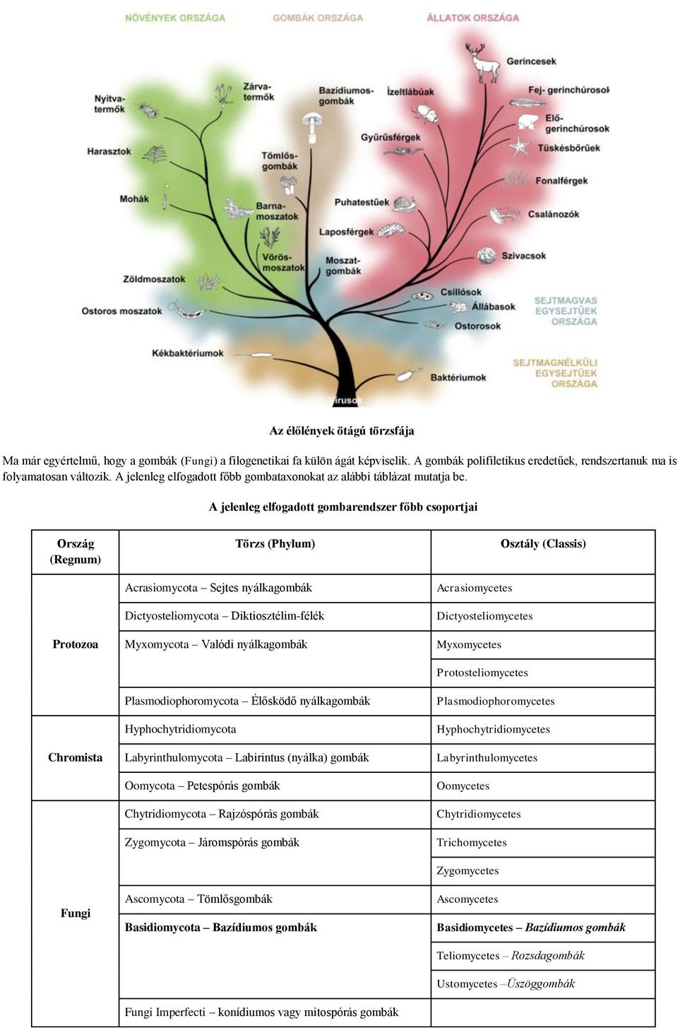 A jelenleg elfogadott gombarendszer főbb csoportjai Ország (Regnum) Protozoa Chromista Fungi Törzs (Phylum) Acrasiomycota Sejtes nyálkagombák Dictyosteliomycota Diktiosztélim-félék Myxomycota Valódi