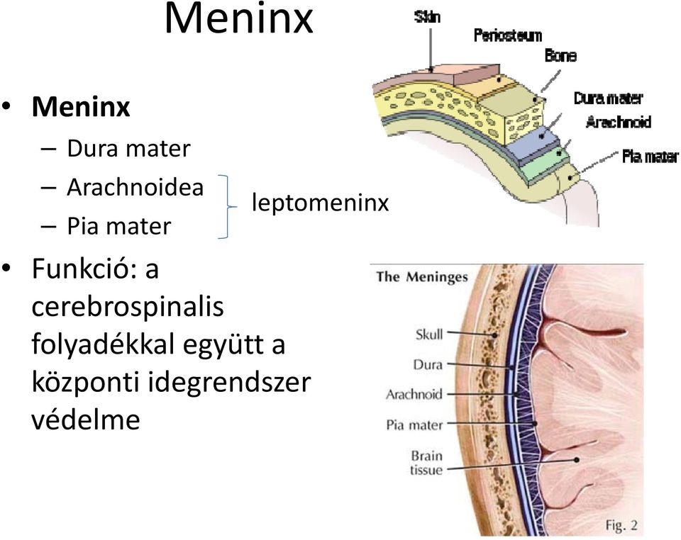 cerebrospinalis folyadékkal együtt