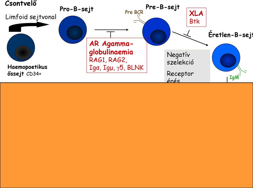 Receptor érés IgA hiány, IgG alosztály hiány, Spec antitest hiány Hyper-IgM szindróma* CD40, AID, UNG, IKK-γ