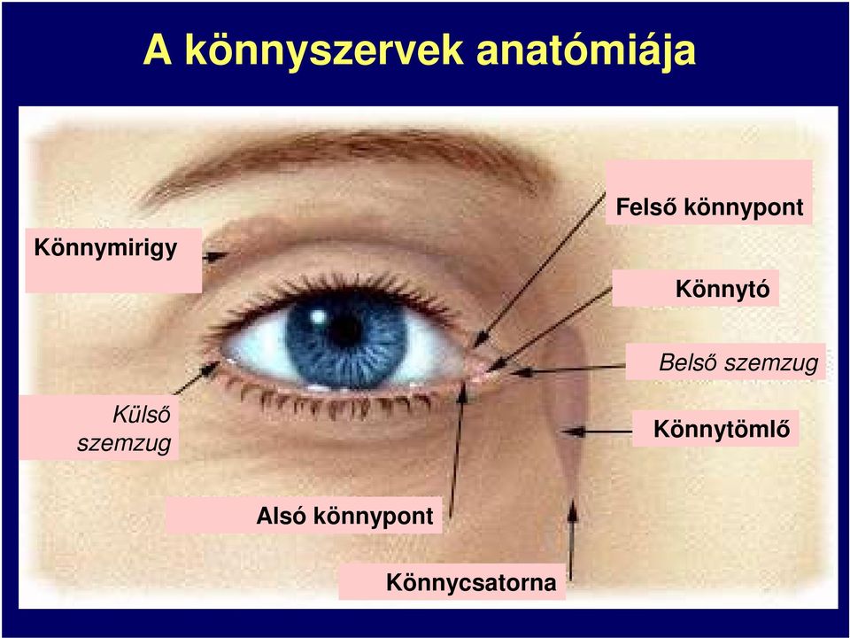 Könnytó Belső szemzug Külső