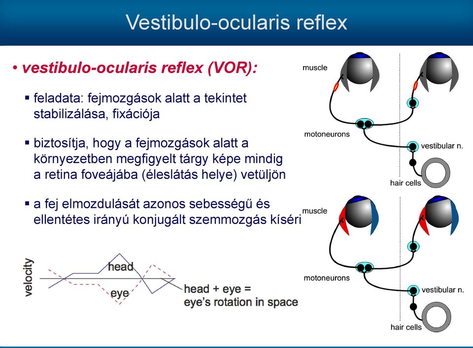 környezetben megfigyelt tárgy képe mindig a retina foveájába (éleslátás helye)