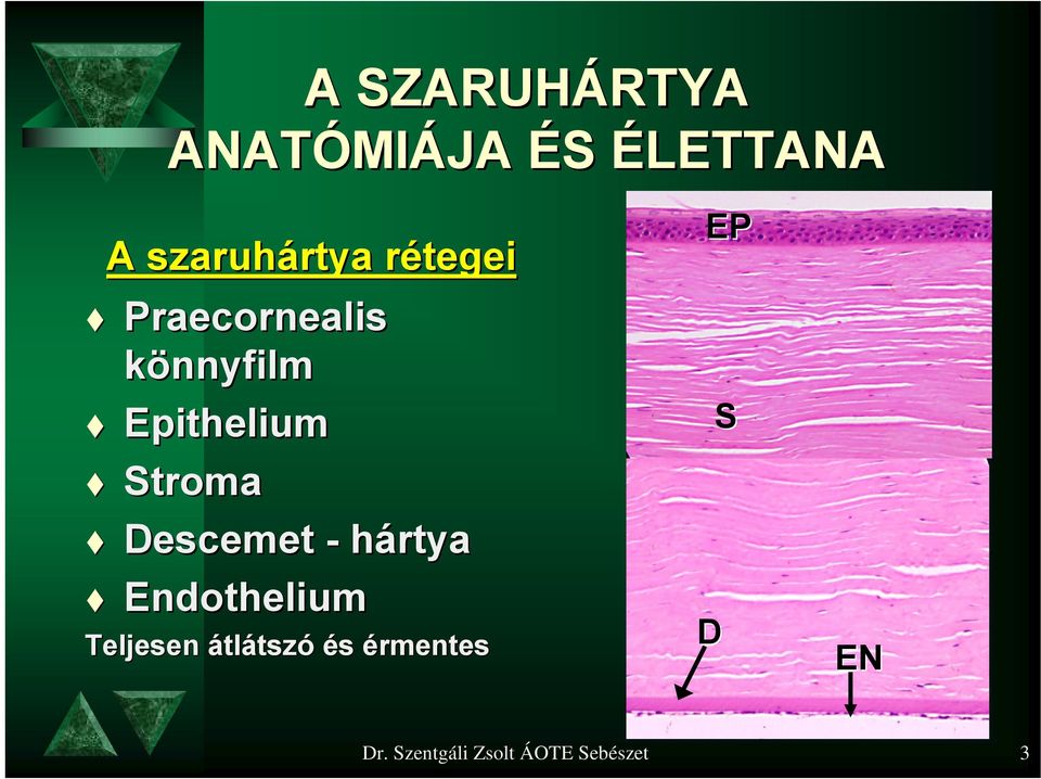 Epithelium Stroma Descemet - hártya Endothelium