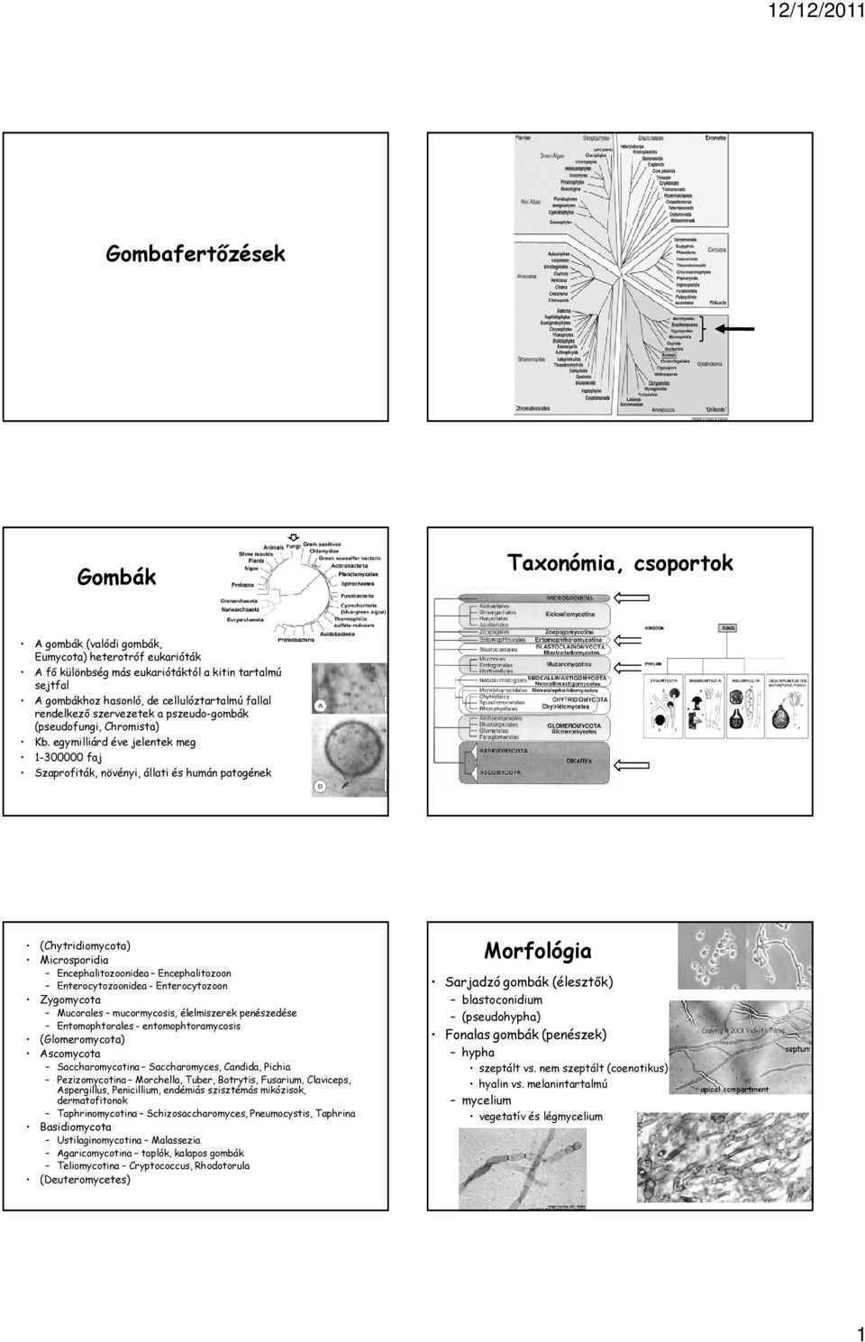 egymilliárd éve jelentek meg 1-300000 faj Szaprofiták, növényi, állati és humán patogének (Chytridiomycota) Microsporidia Encephalitozoonidea Encephalitozoon Enterocytozoonidea - Enterocytozoon