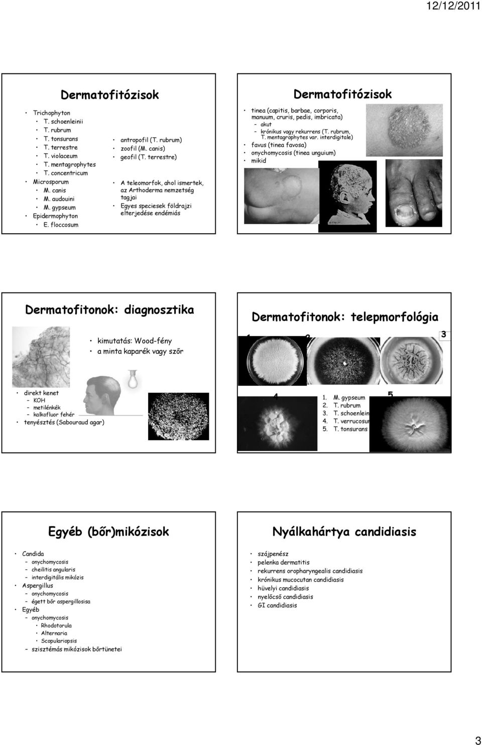 terrestre) A teleomorfok, ahol ismertek, az Arthoderma nemzetség tagjai Egyes speciesek földrajzi elterjedése endémiás tinea (capitis, barbae, corporis, manuum, cruris, pedis, imbricata) akut