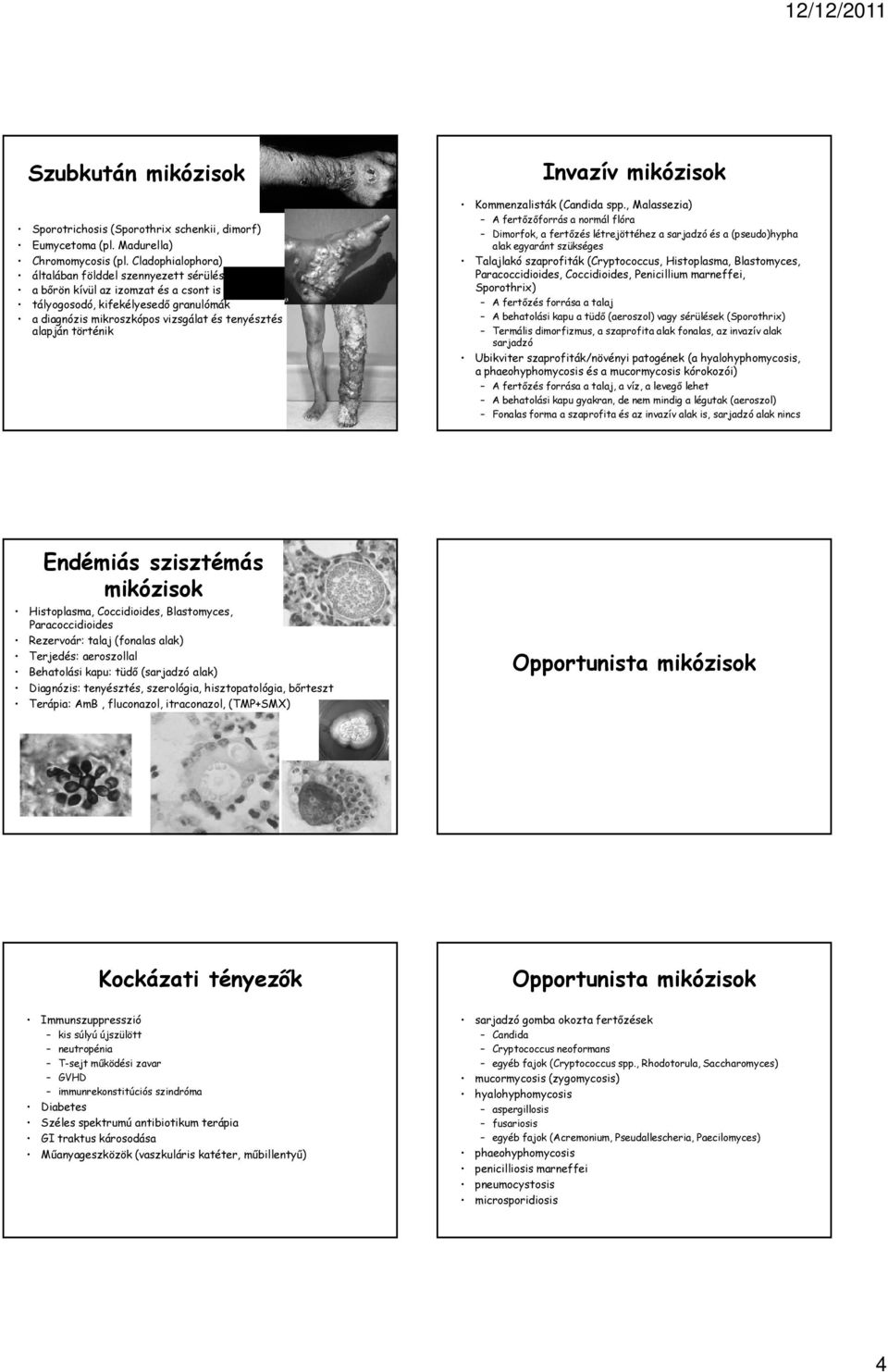 tenyésztés alapján történik Invazív mikózisok Kommenzalisták (Candida spp.