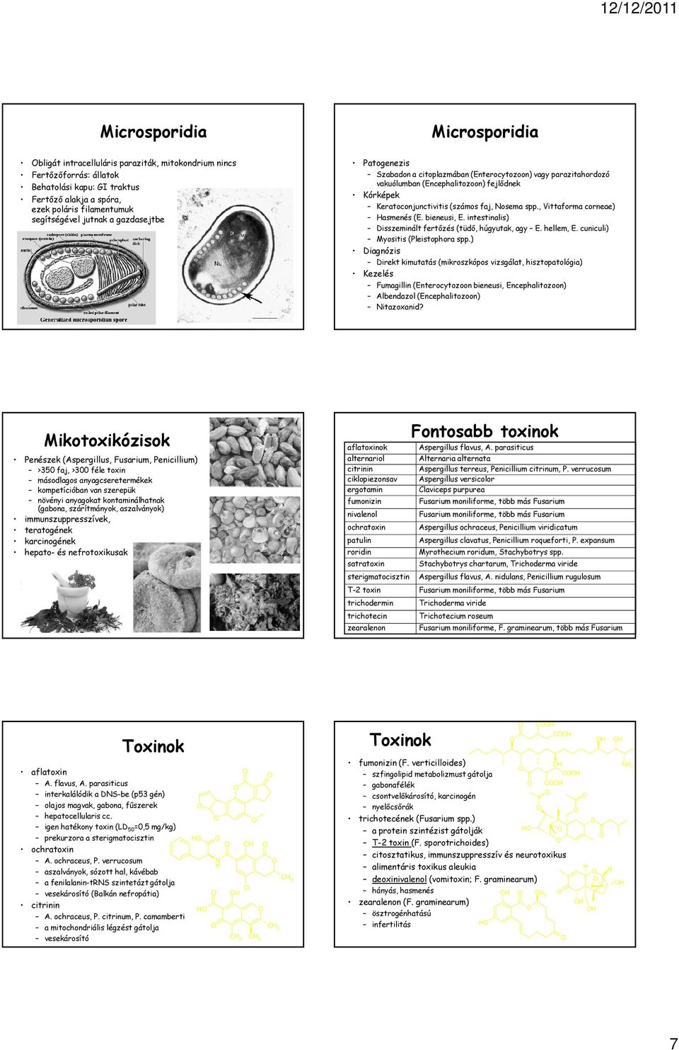 , Vittaforma corneae) asmenés (E. bieneusi, E. intestinalis) Disszeminált fertőzés (tüdő, húgyutak, agy E. hellem, E. cuniculi) Myositis (Pleistophora spp.