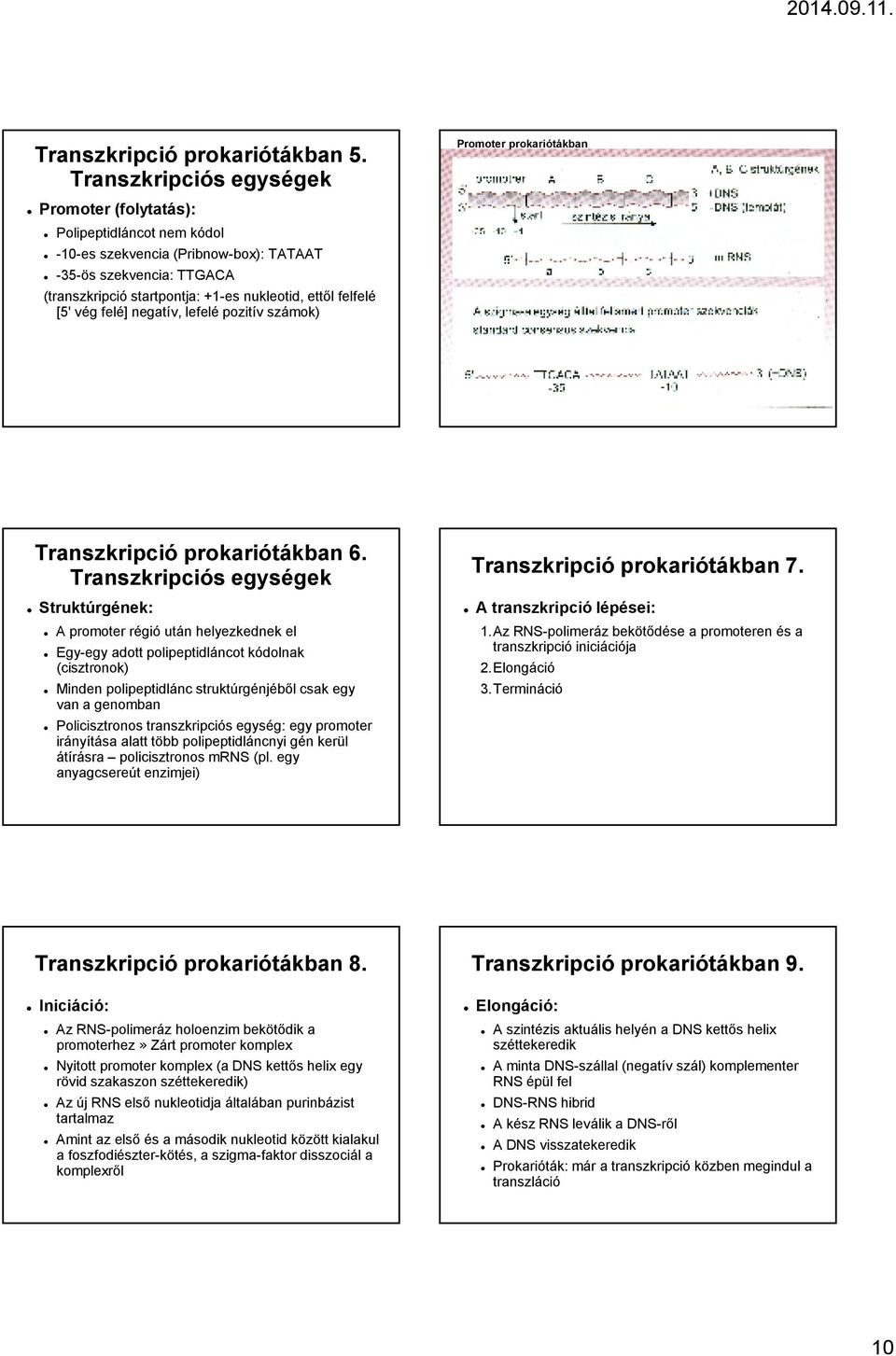 [5' vég felé] negatív, lefelé pozitív számok) Promoter prokariótákban Transzkripció prokariótákban 6.