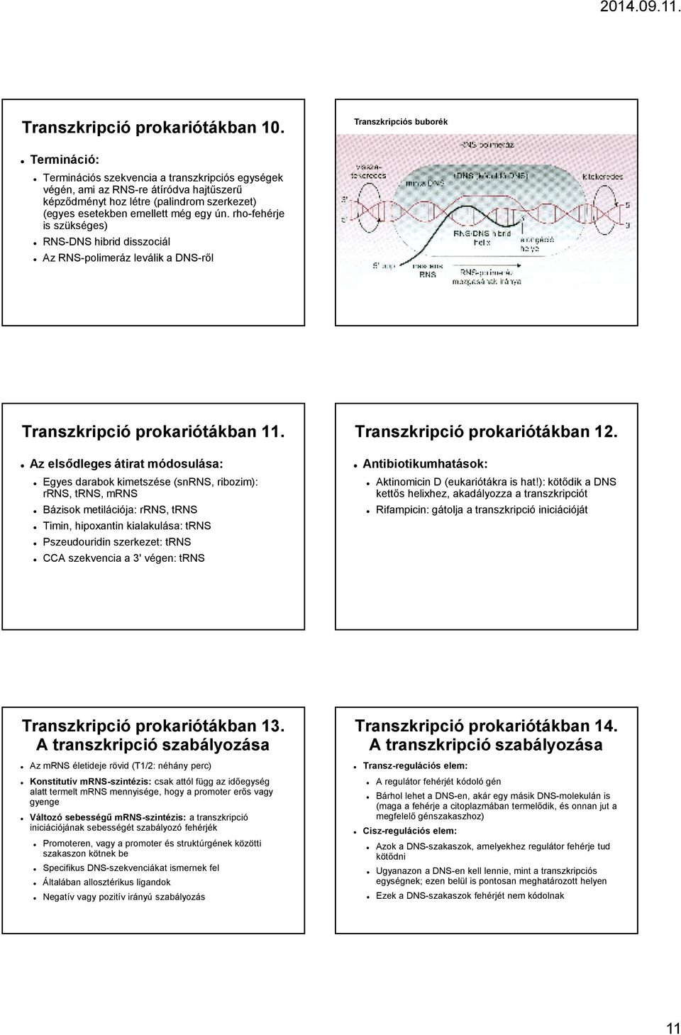 egy ún. rho-fehérje is szükséges) RNS-DNS hibrid disszociál Az RNS-polimeráz leválik a DNS-rıl Transzkripció prokariótákban 11.