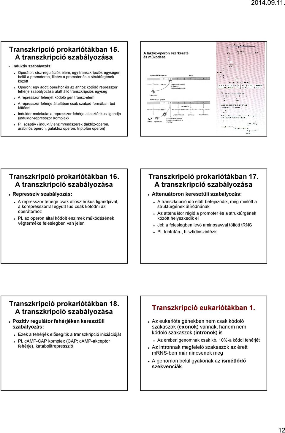 struktúrgének között Operon: egy adott operátor és az ahhoz kötıdı represszor fehérje szabályozása alatt álló transzkripciós egység A represszor fehérjét kódoló gén transz-elem A represszor fehérje