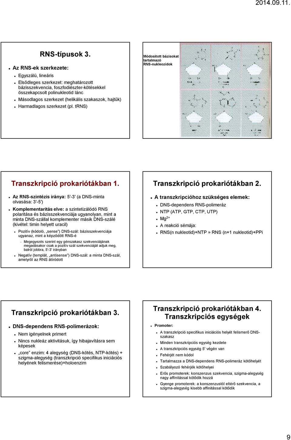 hajtők) Harmadlagos szerkezet (pl. trns) Módosított bázisokat tartalmazó RNS-nukleozidok Transzkripció prokariótákban 1.