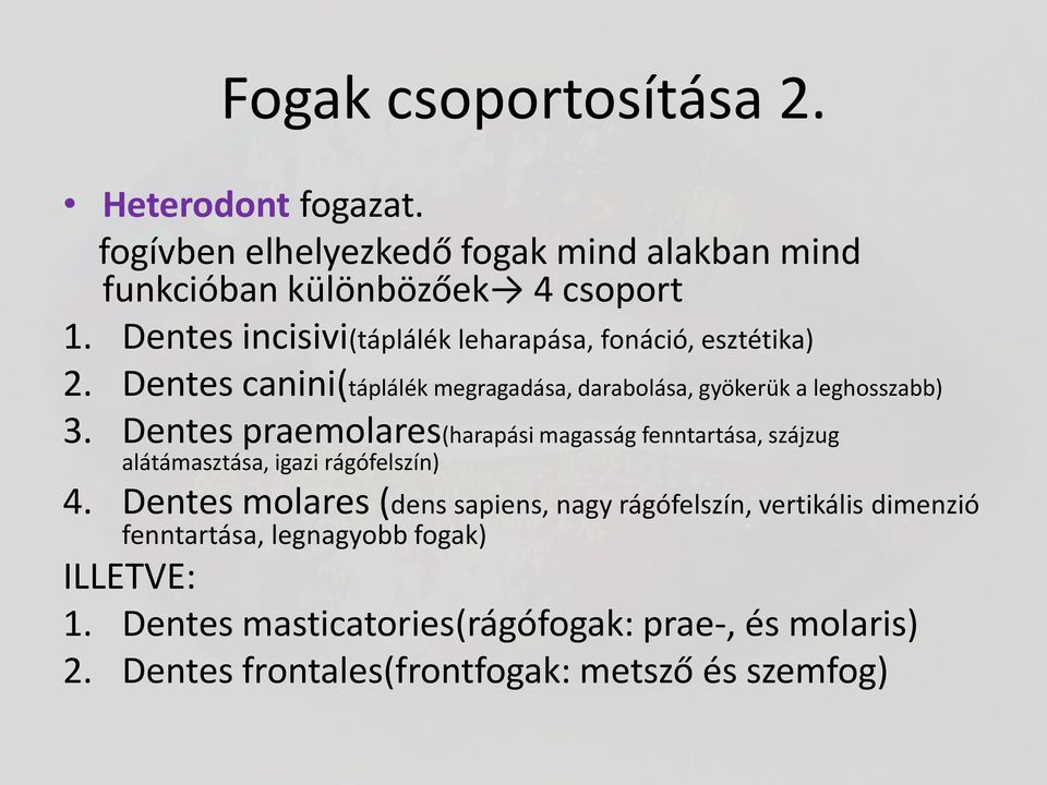 Dentes praemolares(harapási magasság fenntartása, szájzug alátámasztása, igazi rágófelszín) 4.