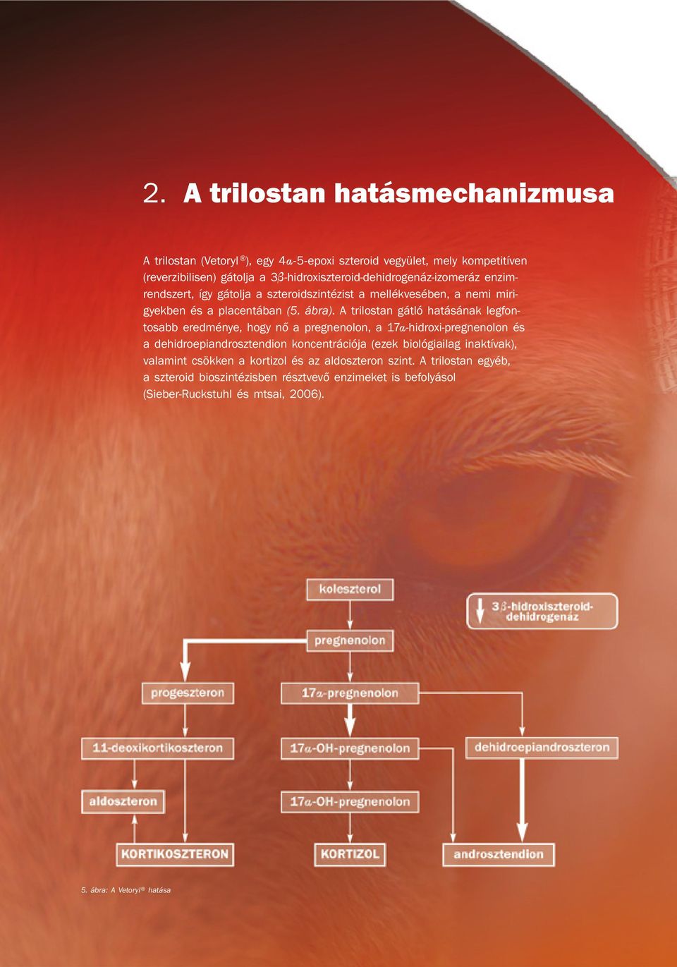 A trilostan gátló hatásának legfontosabb eredménye, hogy nő a pregnenolon, a 17α-hidroxi-pregnenolon és a dehidroepiandrosztendion koncentrációja (ezek biológiailag