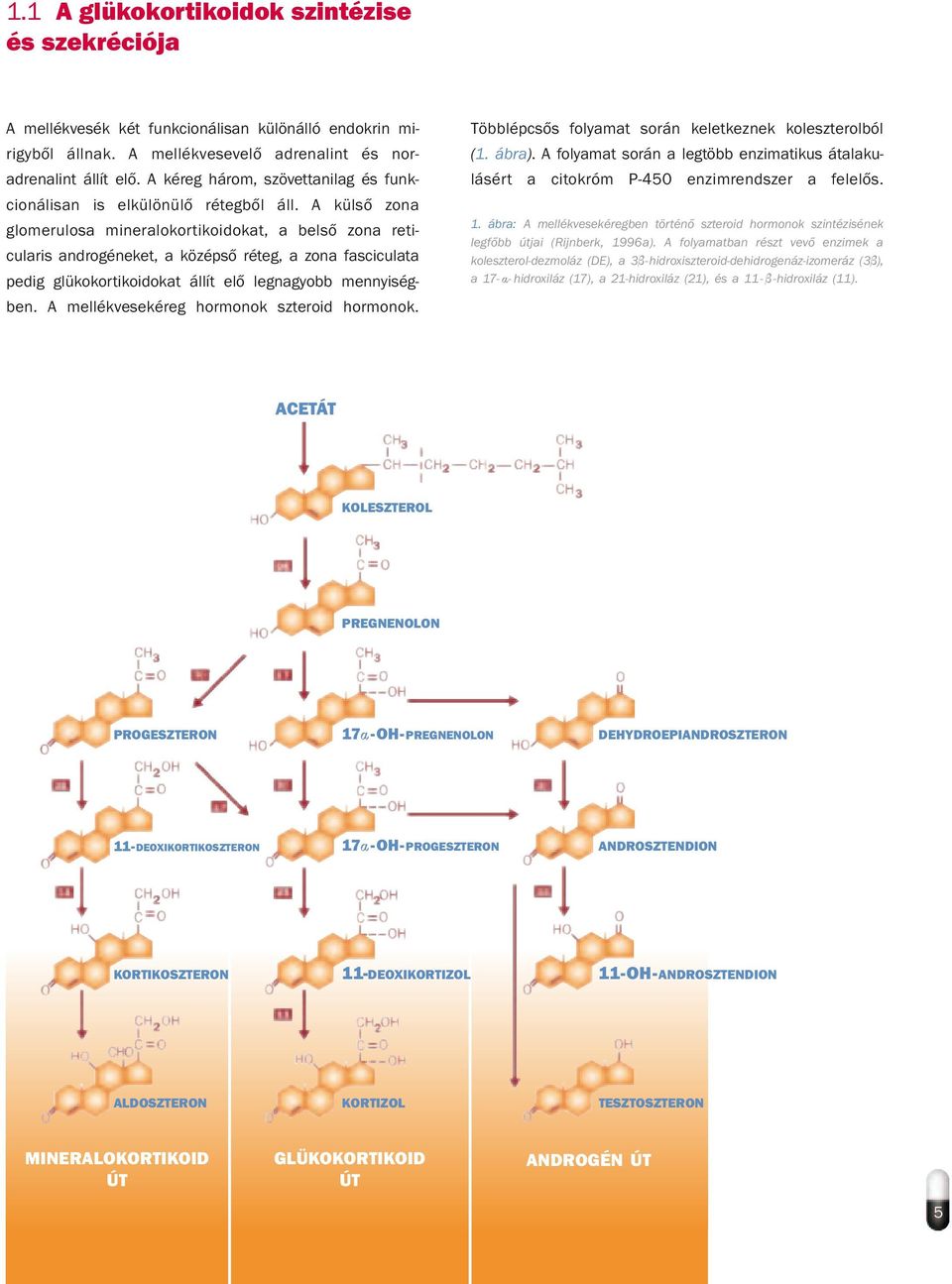 A külső zona glomerulosa mineralokortikoidokat, a belső zona reticularis androgéneket, a középső réteg, a zona fasciculata pedig glükokortikoidokat állít elő legnagyobb mennyiségben.