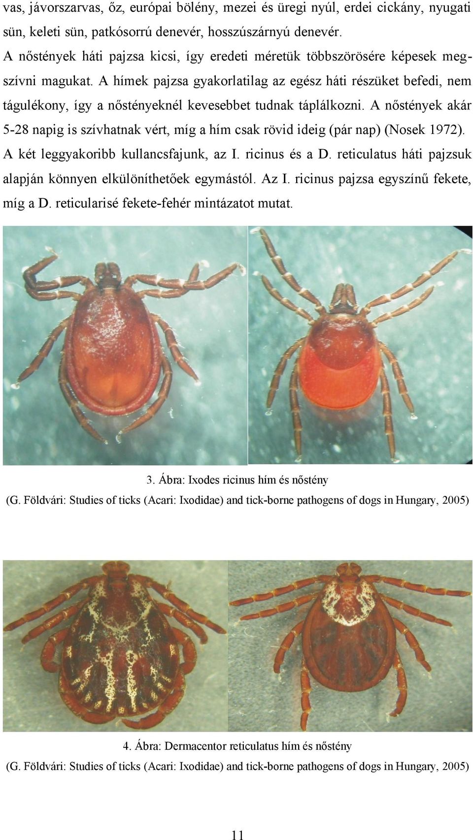 A hímek pajzsa gyakorlatilag az egész háti részüket befedi, nem tágulékony, így a nőstényeknél kevesebbet tudnak táplálkozni.