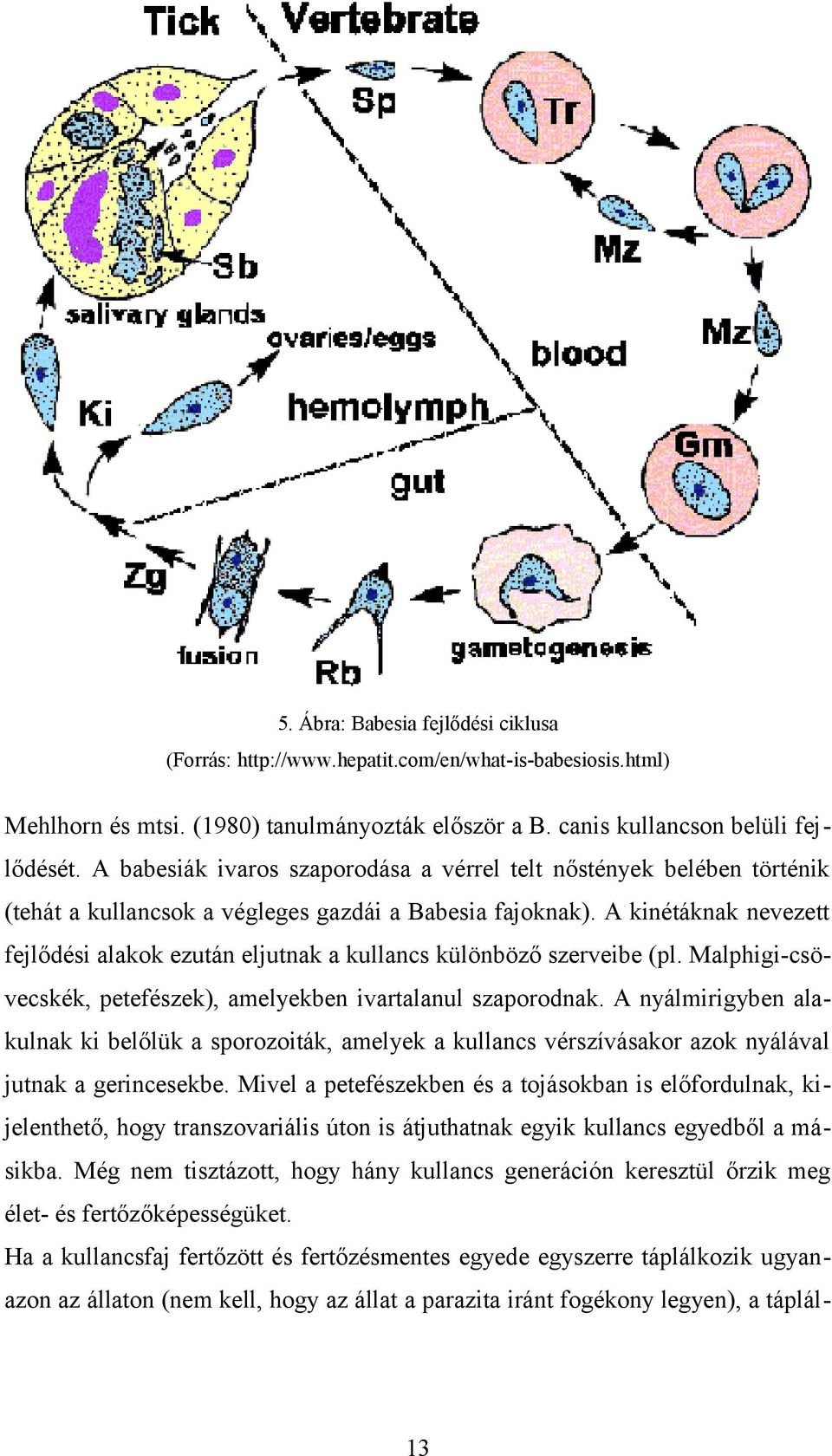 A kinétáknak nevezett fejlődési alakok ezután eljutnak a kullancs különböző szerveibe (pl. Malphigicsövecskék, petefészek), amelyekben ivartalanul szaporodnak.