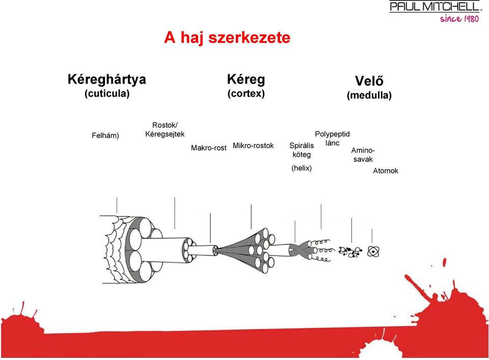 Rostok/ Kéregsejtek Makro-rost Mikro-rostok