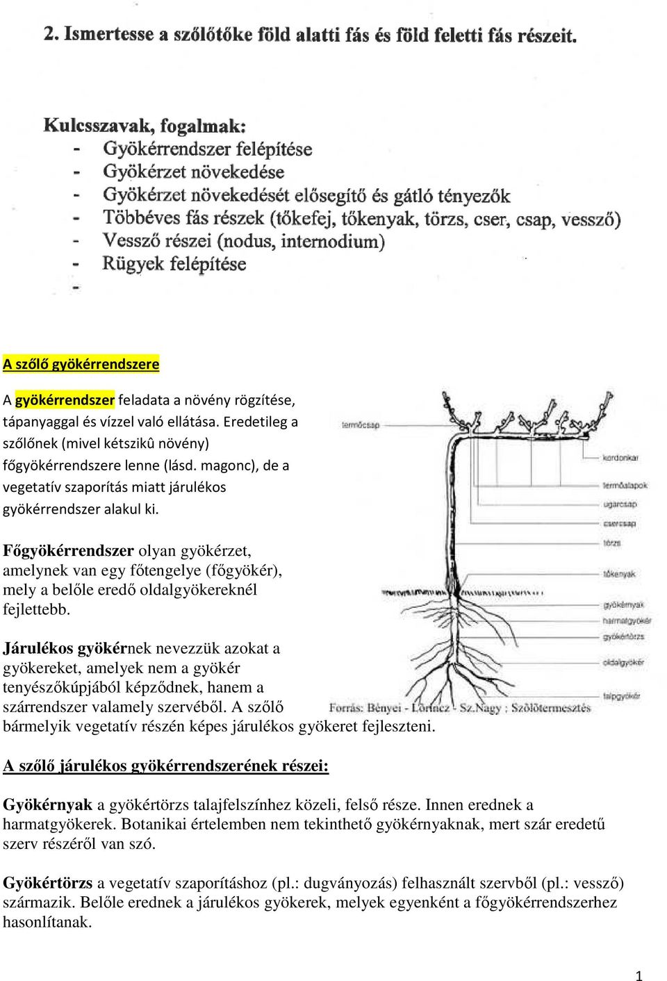 Járulékos gyökérnek nevezzük azokat a gyökereket, amelyek nem a gyökér tenyészőkúpjából képződnek, hanem a szárrendszer valamely szervéből.