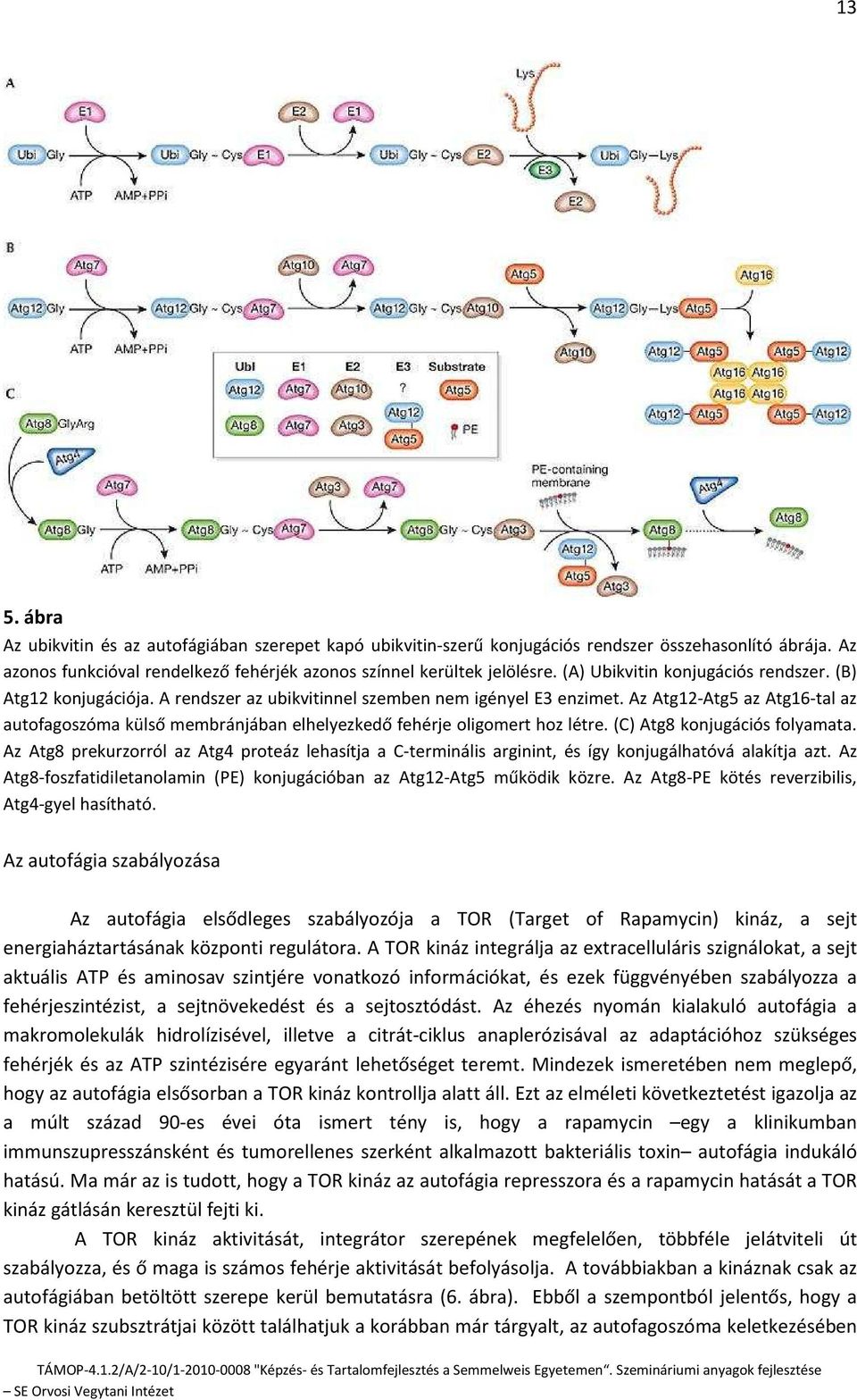 Az Atg12-Atg5 az Atg16-tal az autofagoszóma külső membránjában elhelyezkedő fehérje oligomert hoz létre. (C) Atg8 konjugációs folyamata.