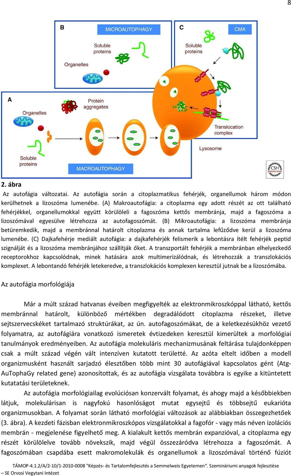 autofagoszómát. (B) Mikroautofágia: a lizoszóma membránja betüremkedik, majd a membránnal határolt citoplazma és annak tartalma lefűződve kerül a lizoszóma lumenébe.