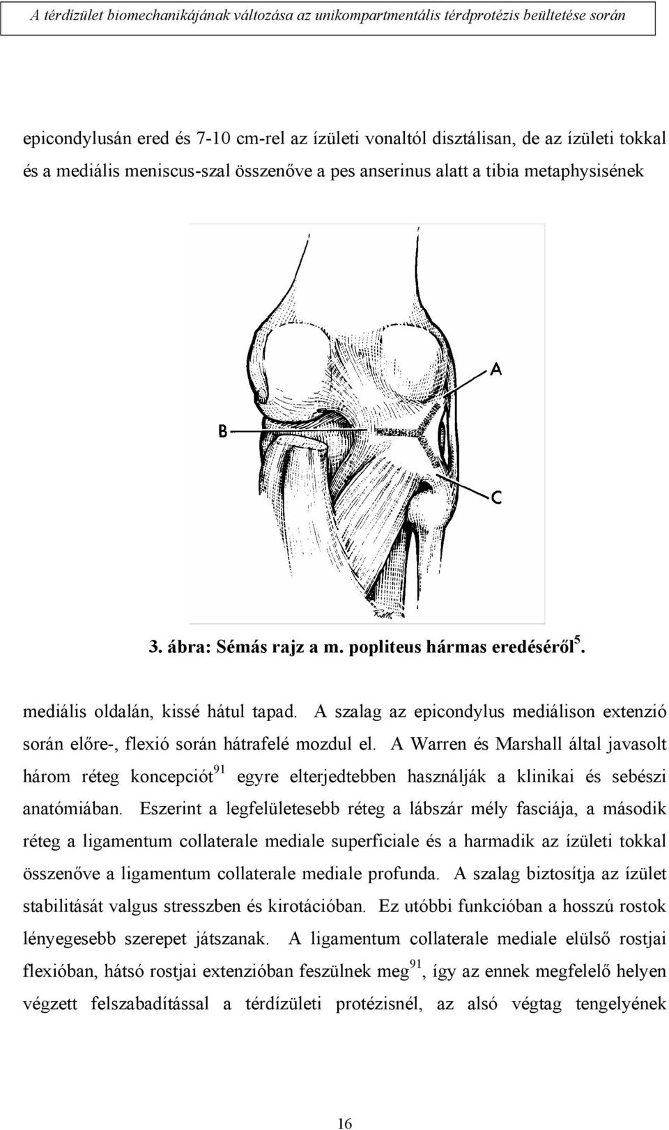 A Warren és Marshall által javasolt három réteg koncepciót 91 egyre elterjedtebben használják a klinikai és sebészi anatómiában.