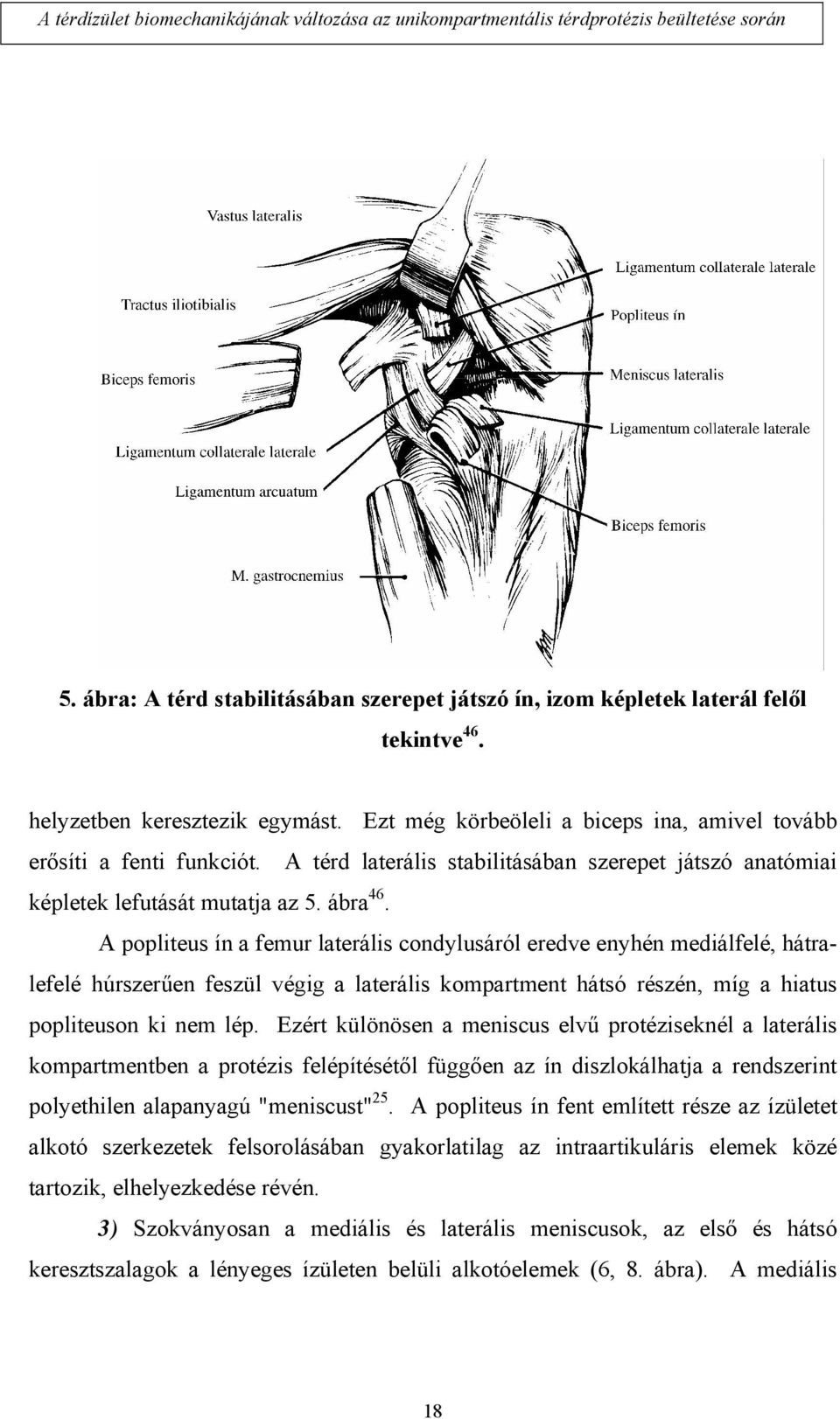 A popliteus ín a femur laterális condylusáról eredve enyhén mediálfelé, hátralefelé húrszerűen feszül végig a laterális kompartment hátsó részén, míg a hiatus popliteuson ki nem lép.