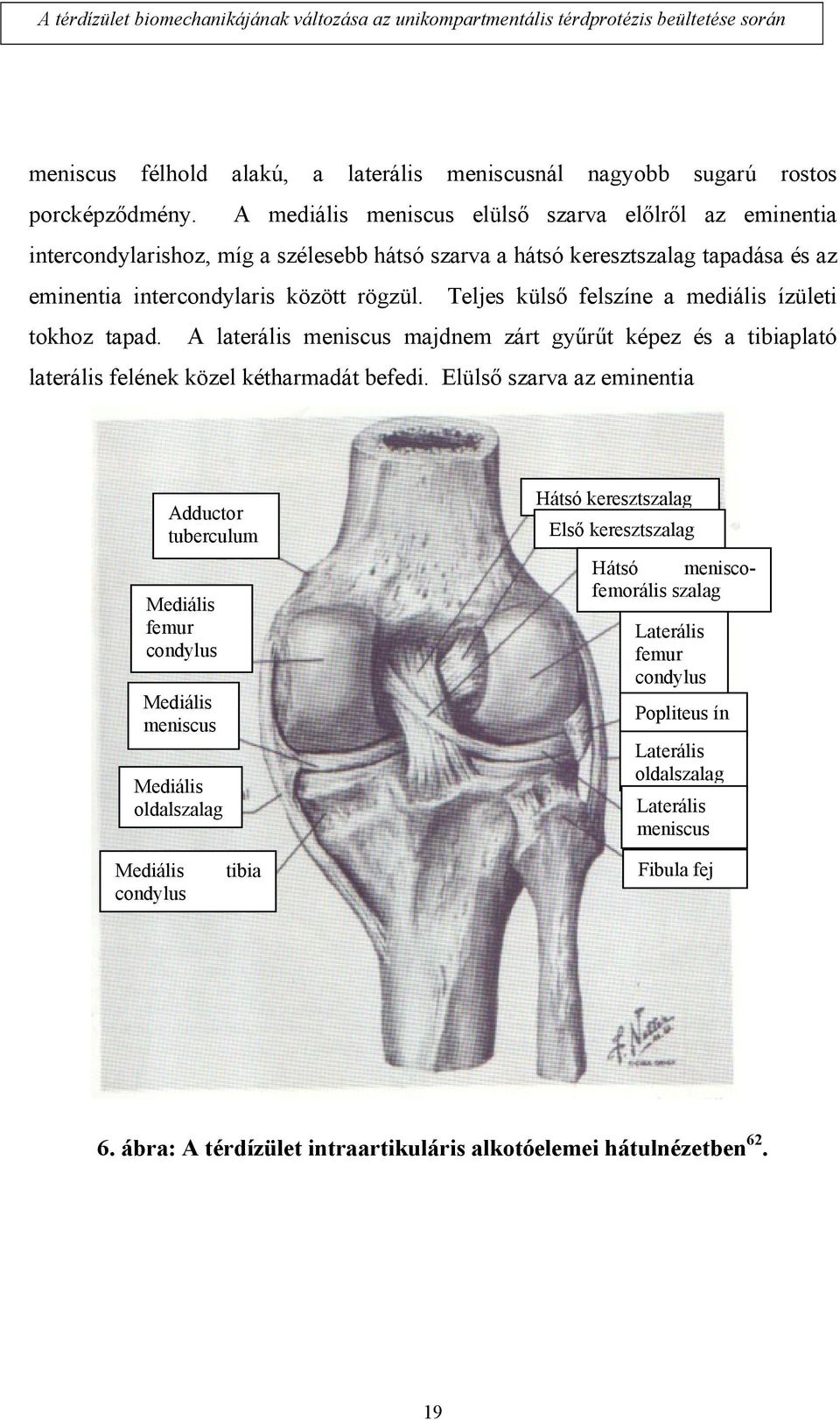 Teljes külső felszíne a mediális ízületi tokhoz tapad. A laterális meniscus majdnem zárt gyűrűt képez és a tibiaplató laterális felének közel kétharmadát befedi.