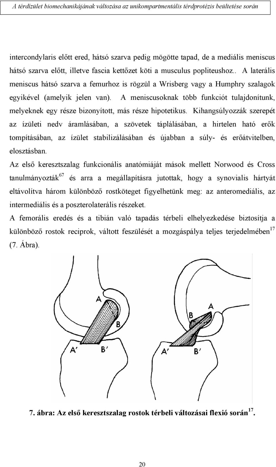 A meniscusoknak több funkciót tulajdonítunk, melyeknek egy része bizonyított, más része hipotetikus.